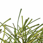 Hoya retusa – Blattdetail vor weißem Hintergrund..