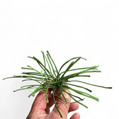 Hoya retusa Zimmerpflanze im Anzuchttopf vor weißem Hintergrund, Produktfoto 2.