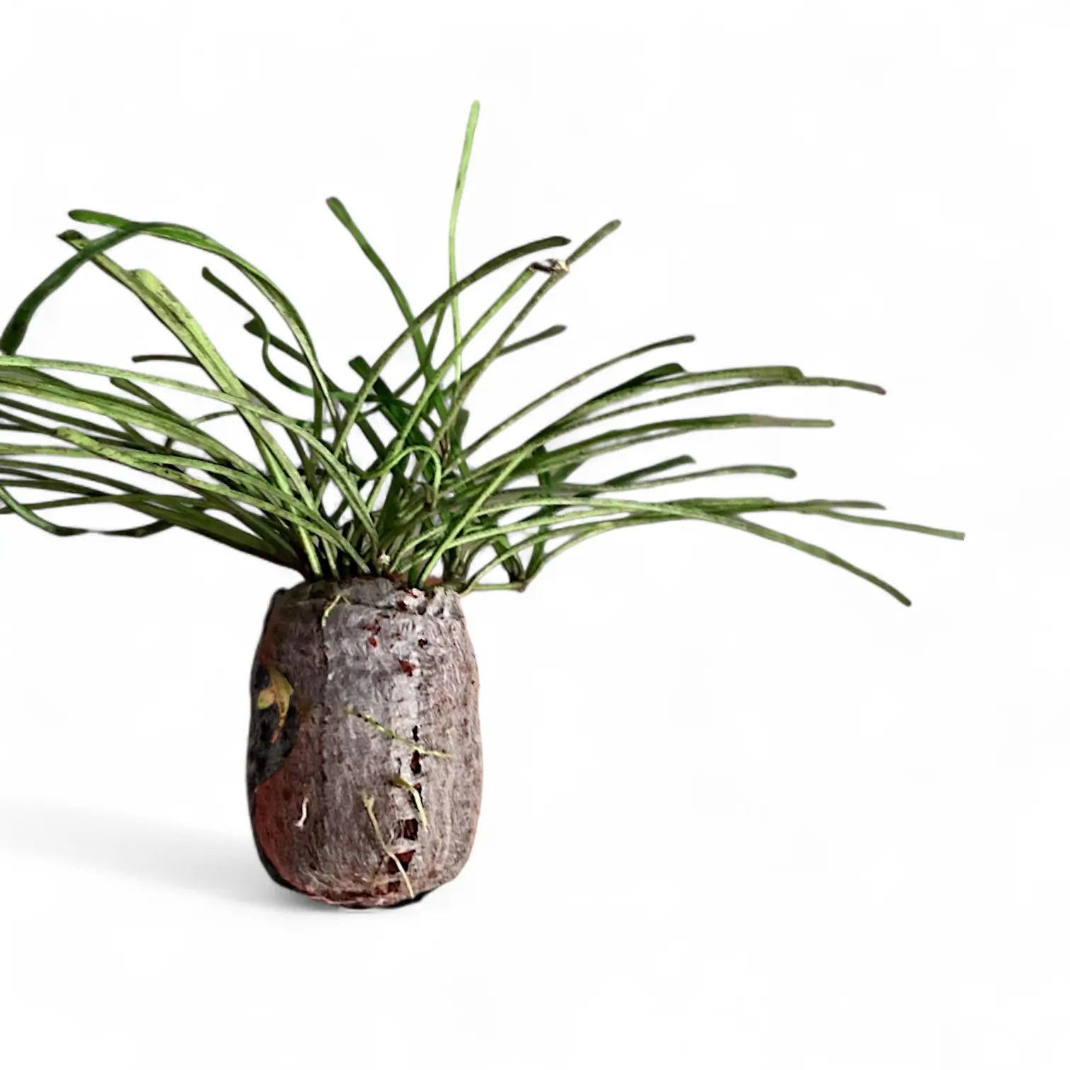 Hoya retusa Zimmerpflanze im Anzuchttopf vor weißem Hintergrund, Produktfoto 3.