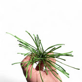 Hoya retusa Zimmerpflanze im Anzuchttopf vor weißem Hintergrund, Produktfoto 4.