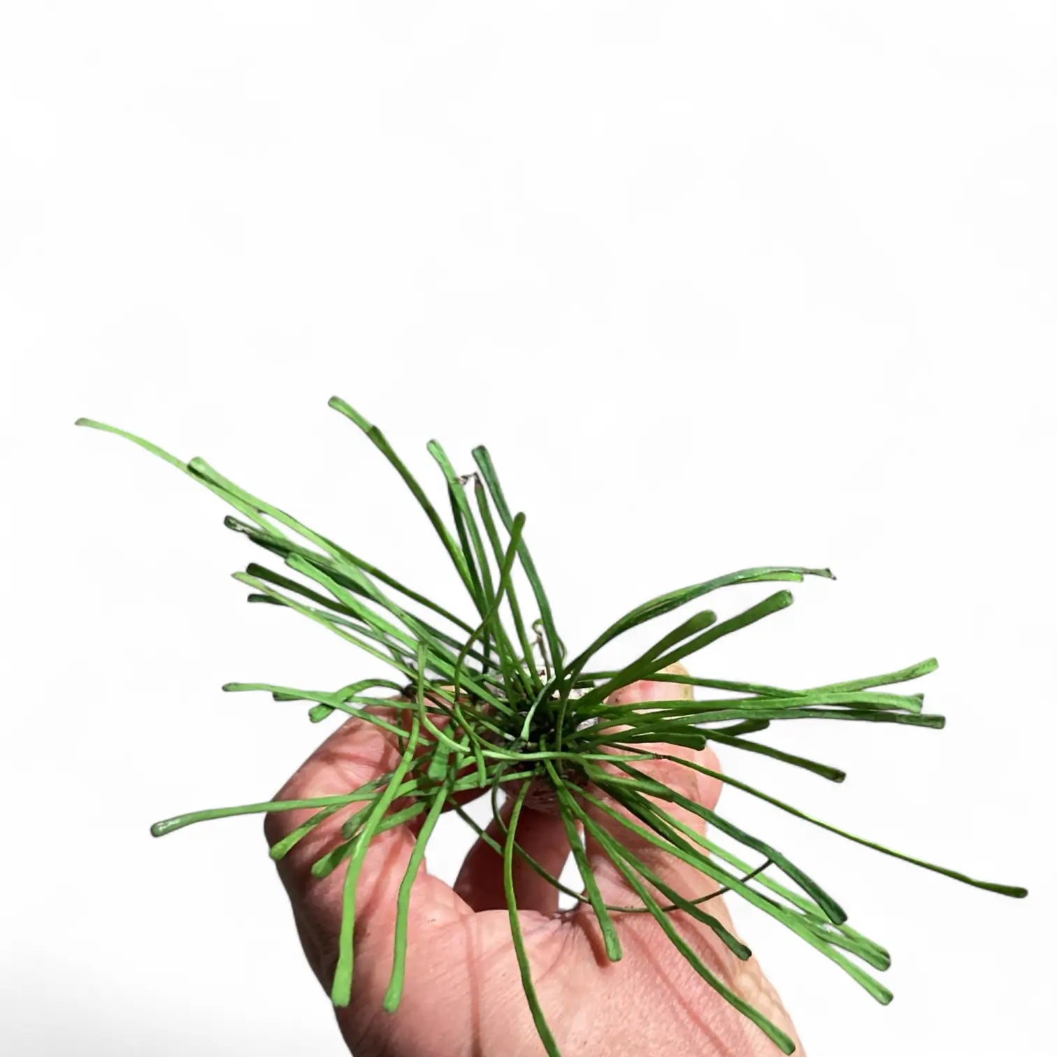 Hoya retusa Zimmerpflanze im Anzuchttopf vor weißem Hintergrund, Produktfoto 4.