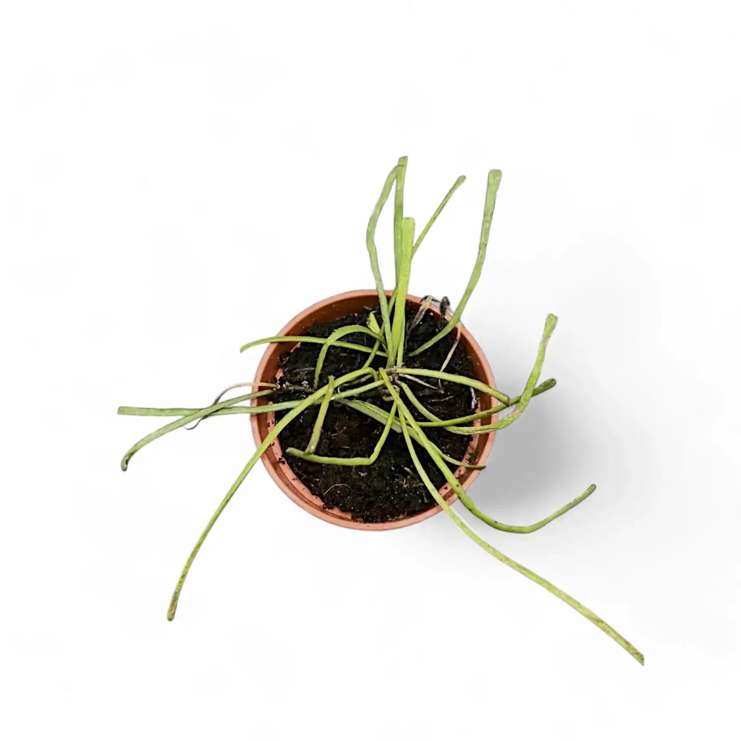 Hoya retusa Zimmerpflanze im Anzuchttopf vor weißem Hintergrund, Produktfoto 6.