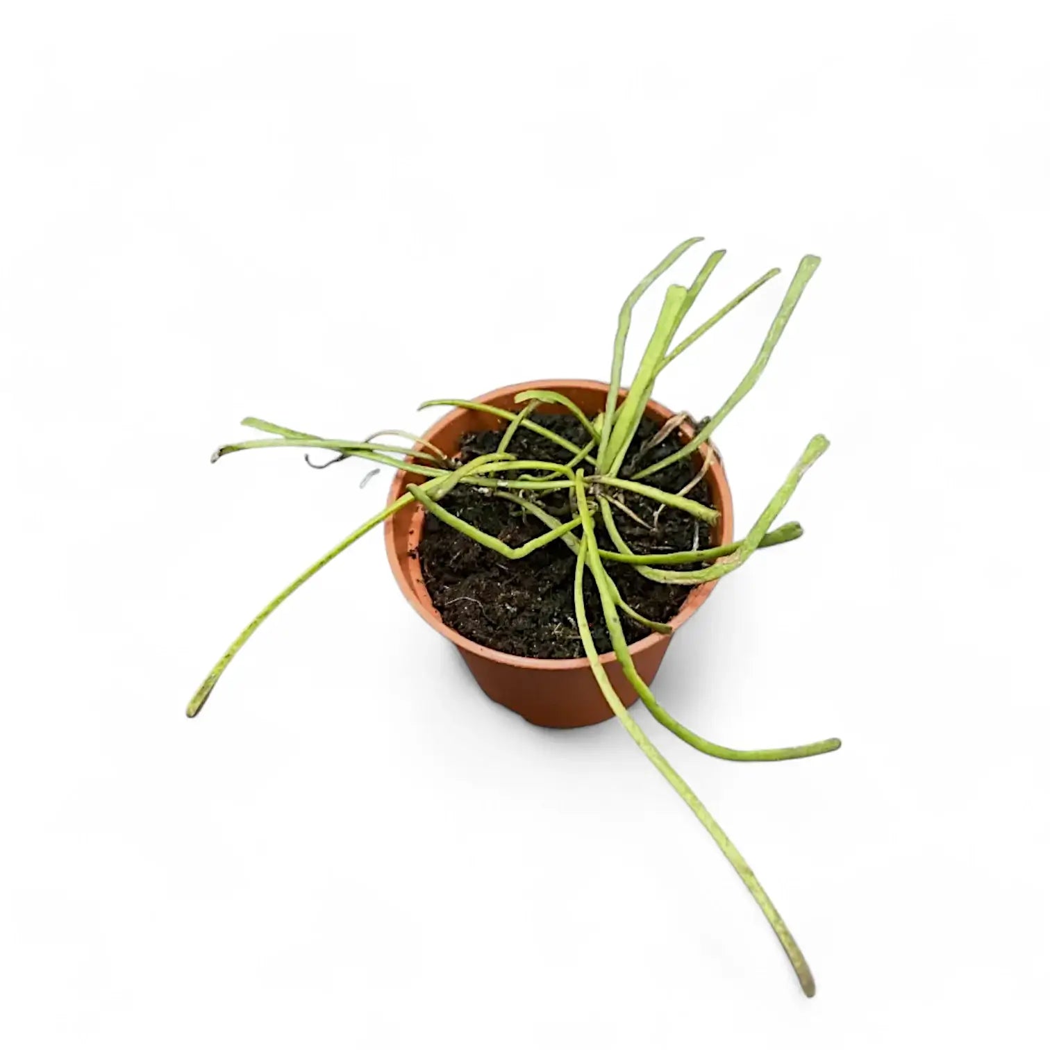Hoya retusa Zimmerpflanze im Anzuchttopf vor weißem Hintergrund, Produktfoto 7.
