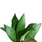 Hoya rosita 'Red Maroon' leaf close-up on white background.