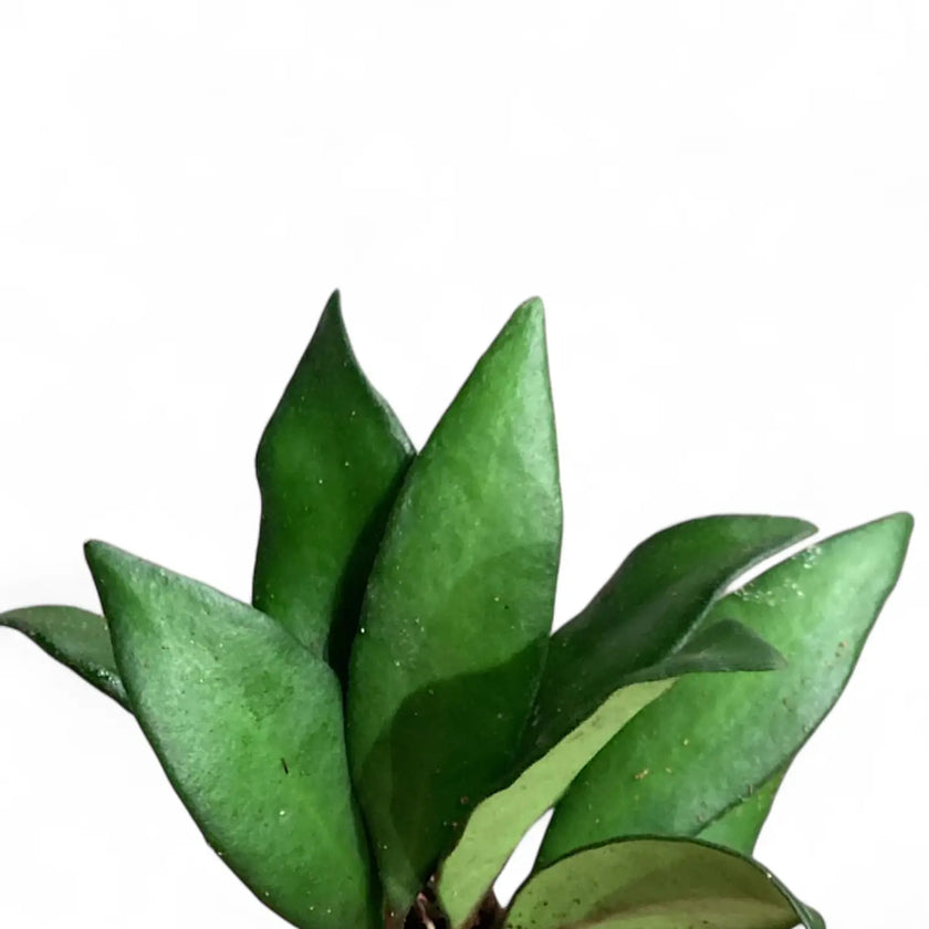 Hoya rosita 'Red Maroon' leaf close-up on white background.