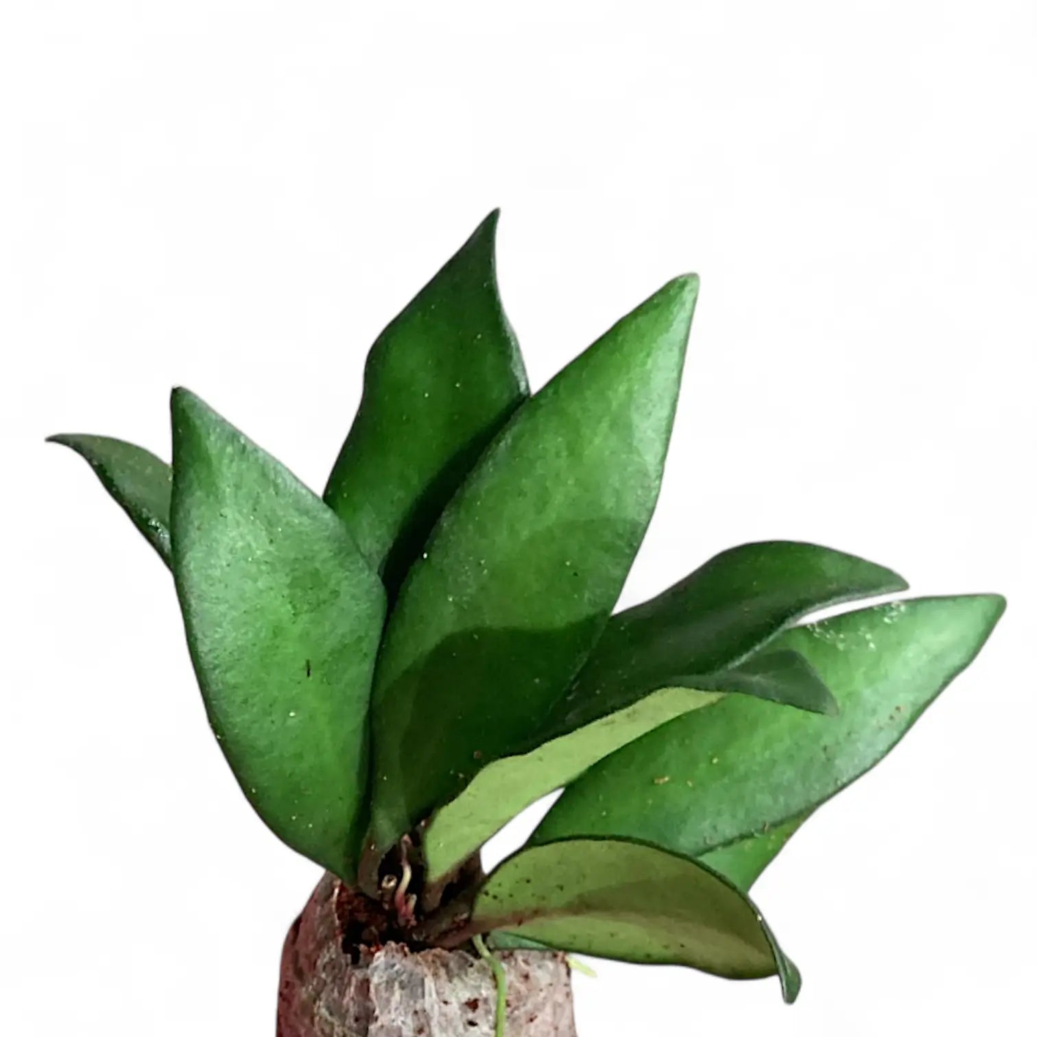 Hoya rosita 'Red Maroon' potted houseplant in nursery pot on white background, product photo 3.