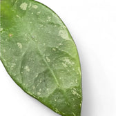 Hoya rundumensis 'Splash' leaf close-up on white background.