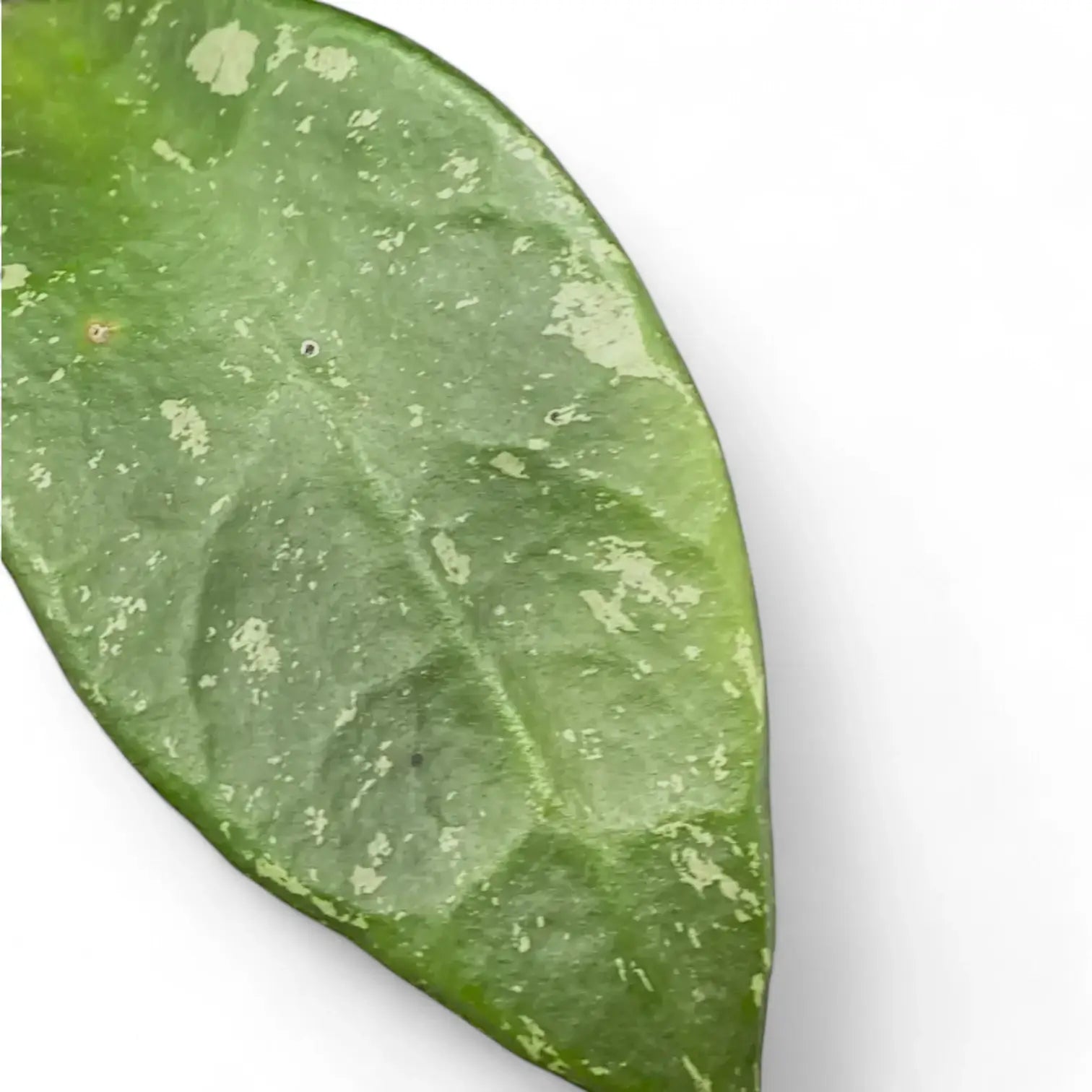 Hoya rundumensis 'Splash' leaf close-up on white background.