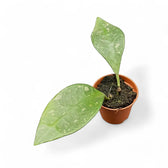 Hoya rundumensis 'Splash' potted houseplant in nursery pot on white background, product photo 3.