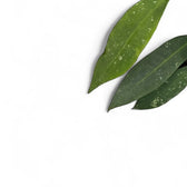 Hoya ruthiae leaf close-up on white background.