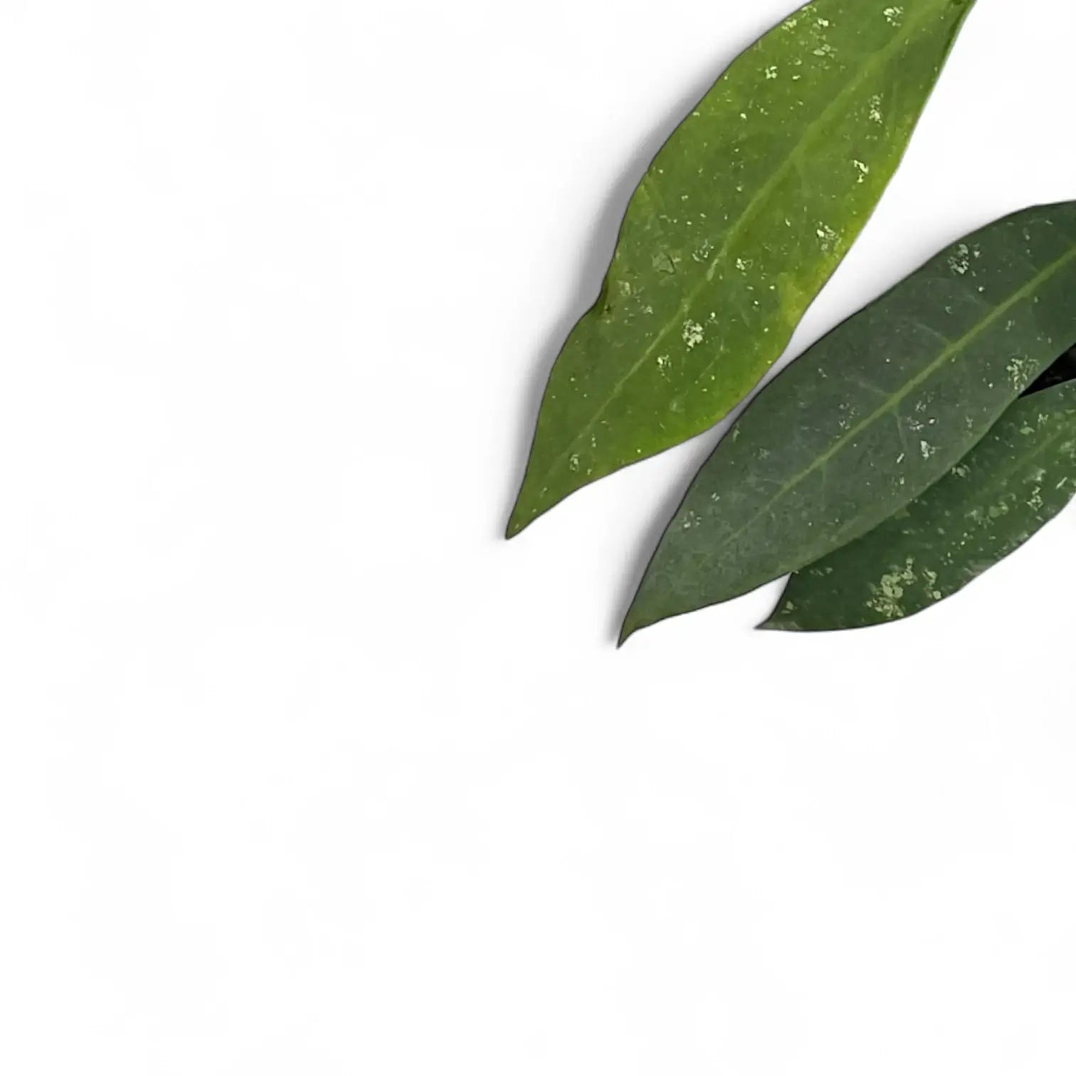 Hoya ruthiae leaf close-up on white background.