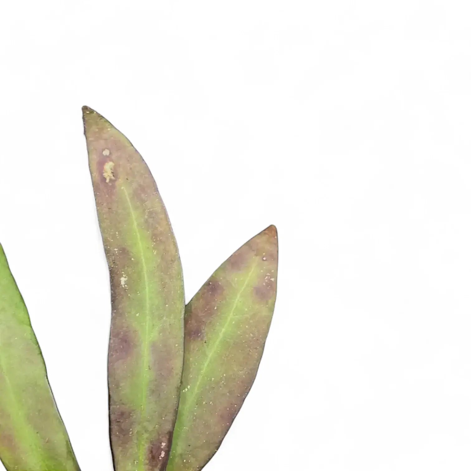 Hoya scortechinii – Blattdetail vor weißem Hintergrund..