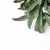 Hoya sigillatis leaf close-up on white background.