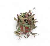 Hoya sigillatis potted houseplant in nursery pot on white background, product photo 3.