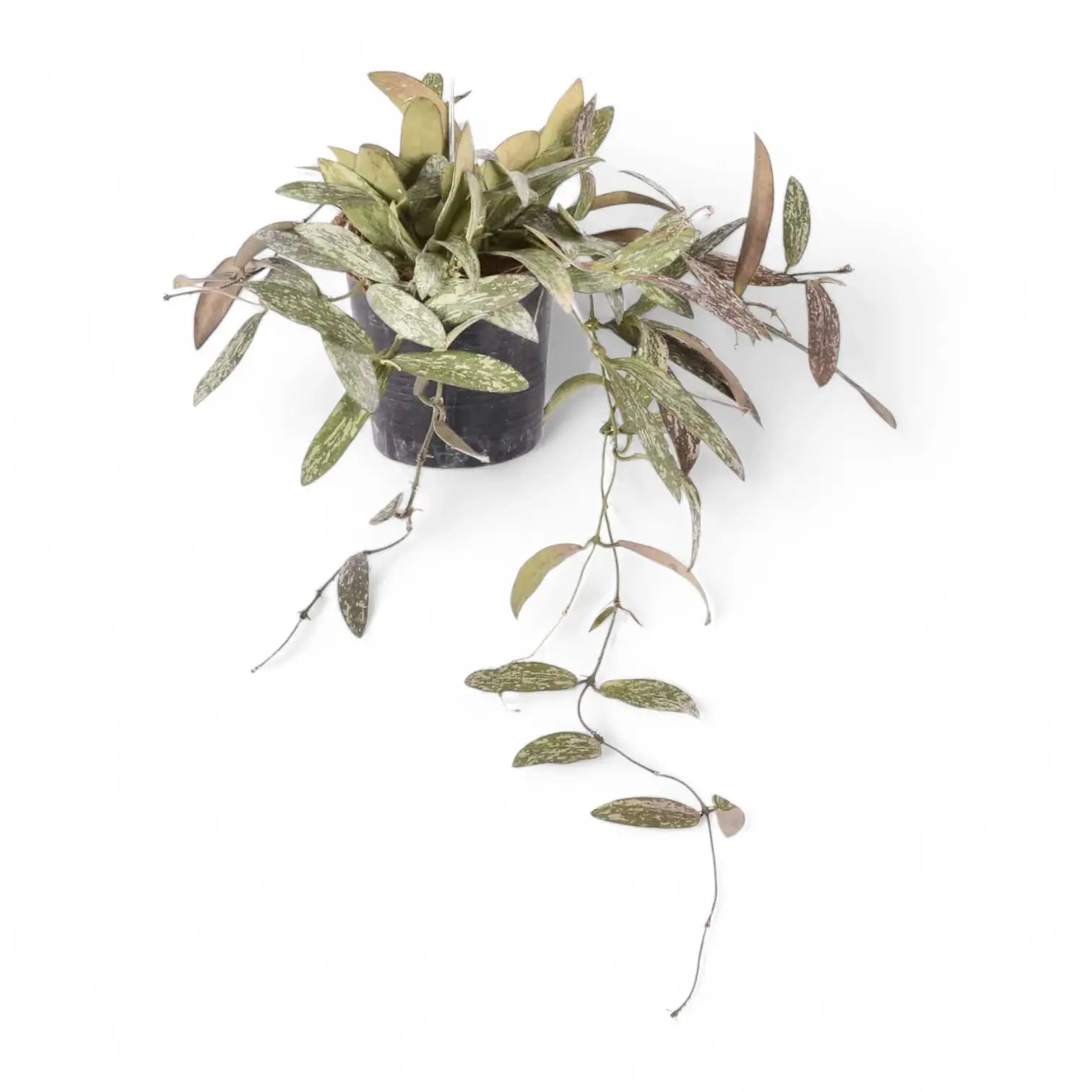 Hoya sigillatis potted houseplant in nursery pot on white background, product photo 4.