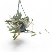 Hoya sigillatis potted houseplant in nursery pot on white background, product photo 5.