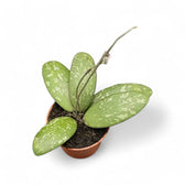Hoya sigillatis AH004 potted houseplant in nursery pot on white background, product photo 2.