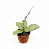 Hoya sigillatis AH004 potted houseplant in nursery pot on white background, product photo 4.