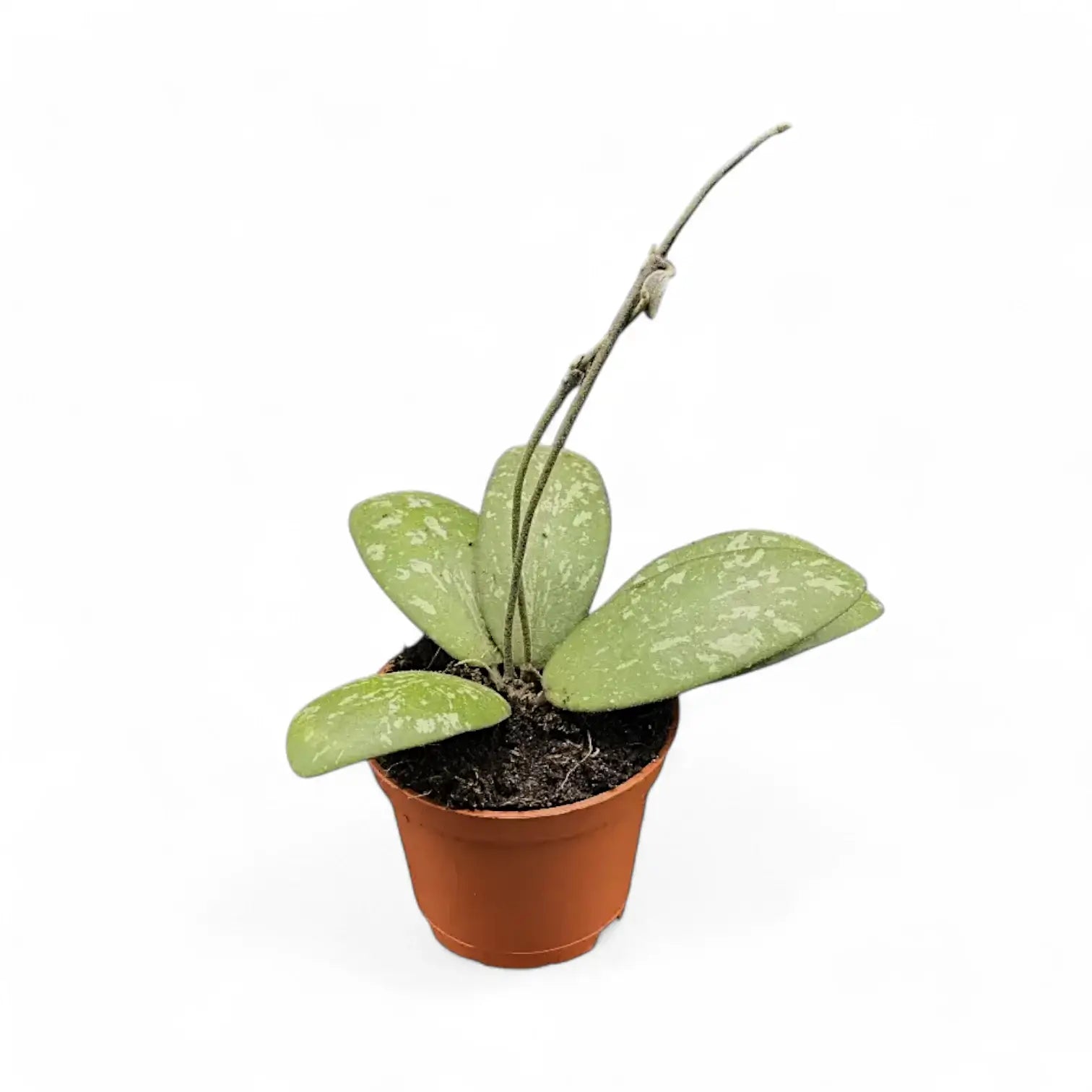 Hoya sigillatis AH004 potted houseplant in nursery pot on white background, product photo 4.