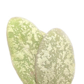 Hoya sigillatis 'Silver' (AH001) – Blattdetail vor weißem Hintergrund..