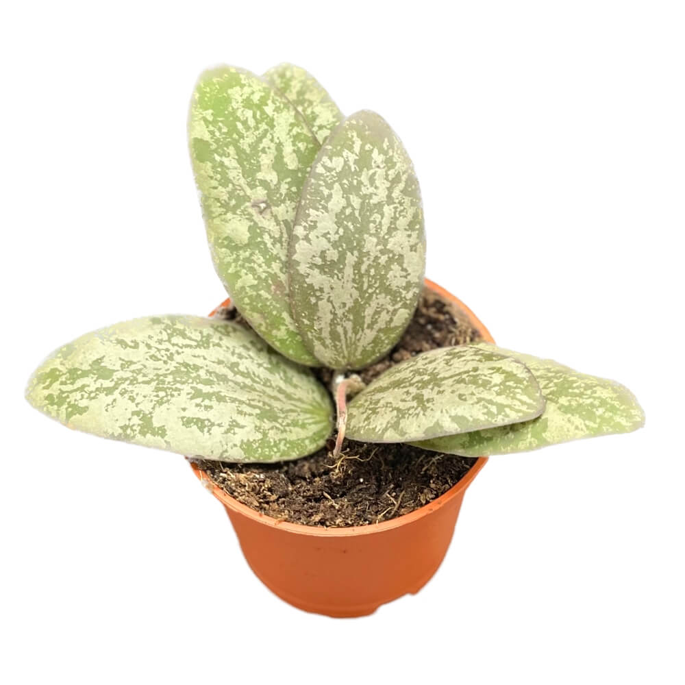 Hoya sigillatis 'Silver' (AH001) Zimmerpflanze im Anzuchttopf vor weißem Hintergrund, Produktfoto 3.