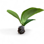 Hoya soligamiana potted houseplant in nursery pot on white background, product photo 3.