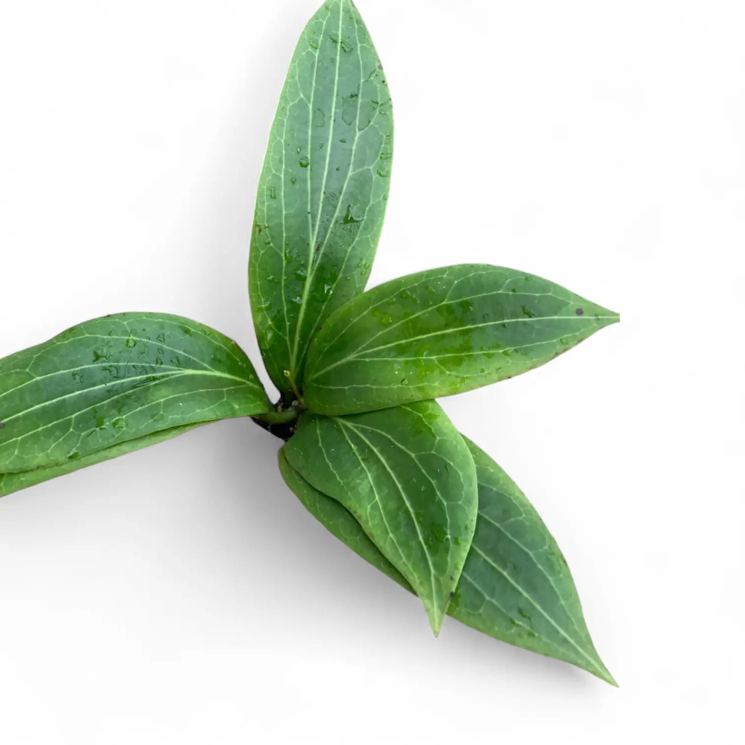 Hoya soligamiana potted houseplant in nursery pot on white background, product photo 4.
