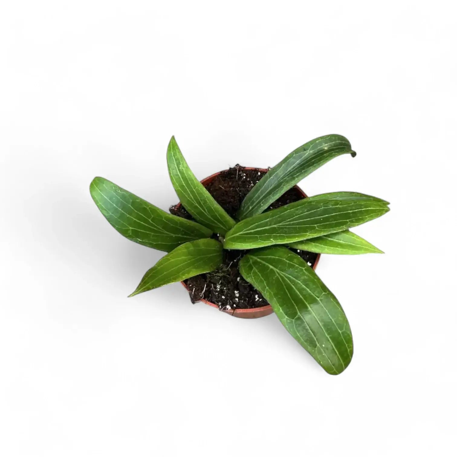 Hoya soligamiana potted houseplant in nursery pot on white background, product photo 5.