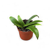 Hoya soligamiana potted houseplant in nursery pot on white background, product photo 6.