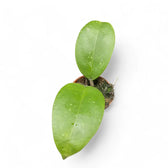 Hoya sp. Aceh potted houseplant in nursery pot on white background, product photo 2.
