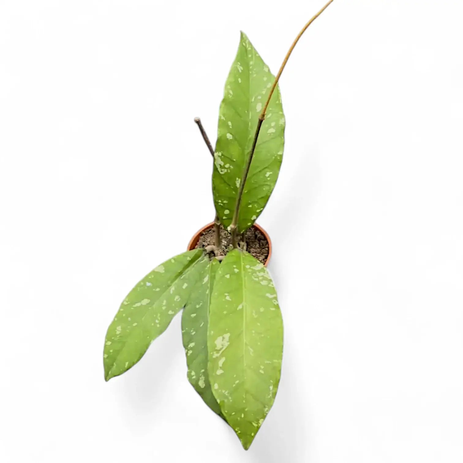 Hoya sp. Aceh 'Long leaf' potted houseplant in nursery pot on white background, product photo 2.