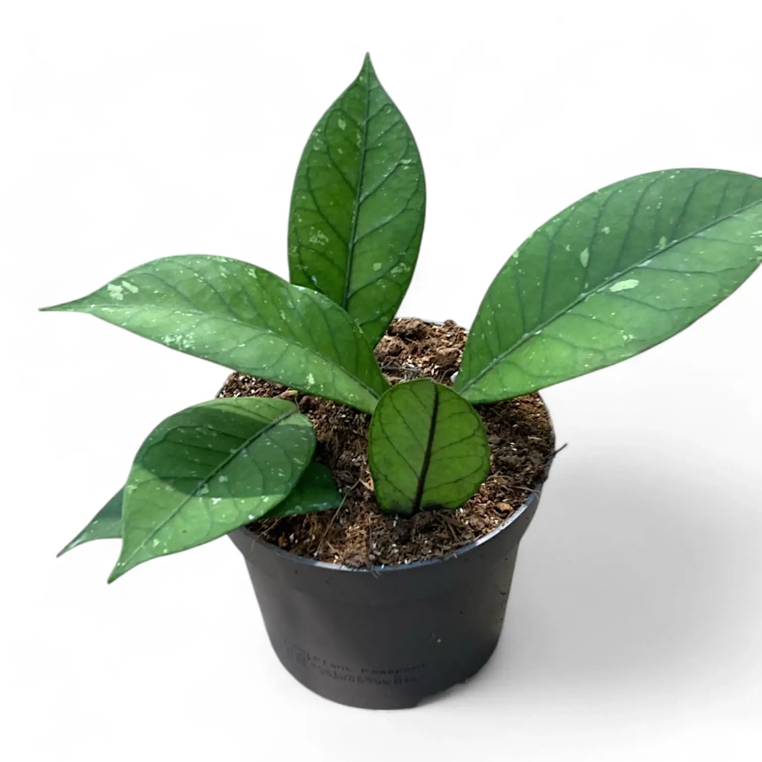 Hoya sp. Aceh 'Long leaf' potted houseplant in nursery pot on white background, product photo 4.