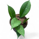 Hoya sp. Aceh 'Long leaf' potted houseplant in nursery pot on white background, product photo 5.