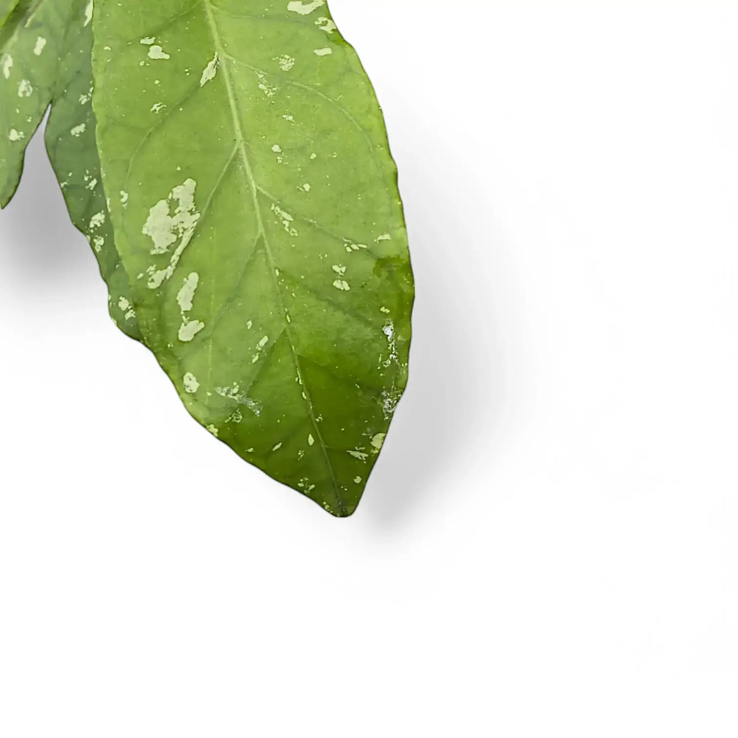 Hoya sp. Aceh 'Long leaf' potted houseplant in nursery pot on white background, product photo 6.