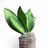 Hoya sp. DS-70 potted houseplant in nursery pot on white background, product photo 2.