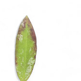 Hoya sp. Dahlia (Hoya kaikoeana) leaf close-up on white background.