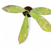Hoya sp. Dahlia (Hoya kaikoeana) potted houseplant in nursery pot on white background, product photo 2.
