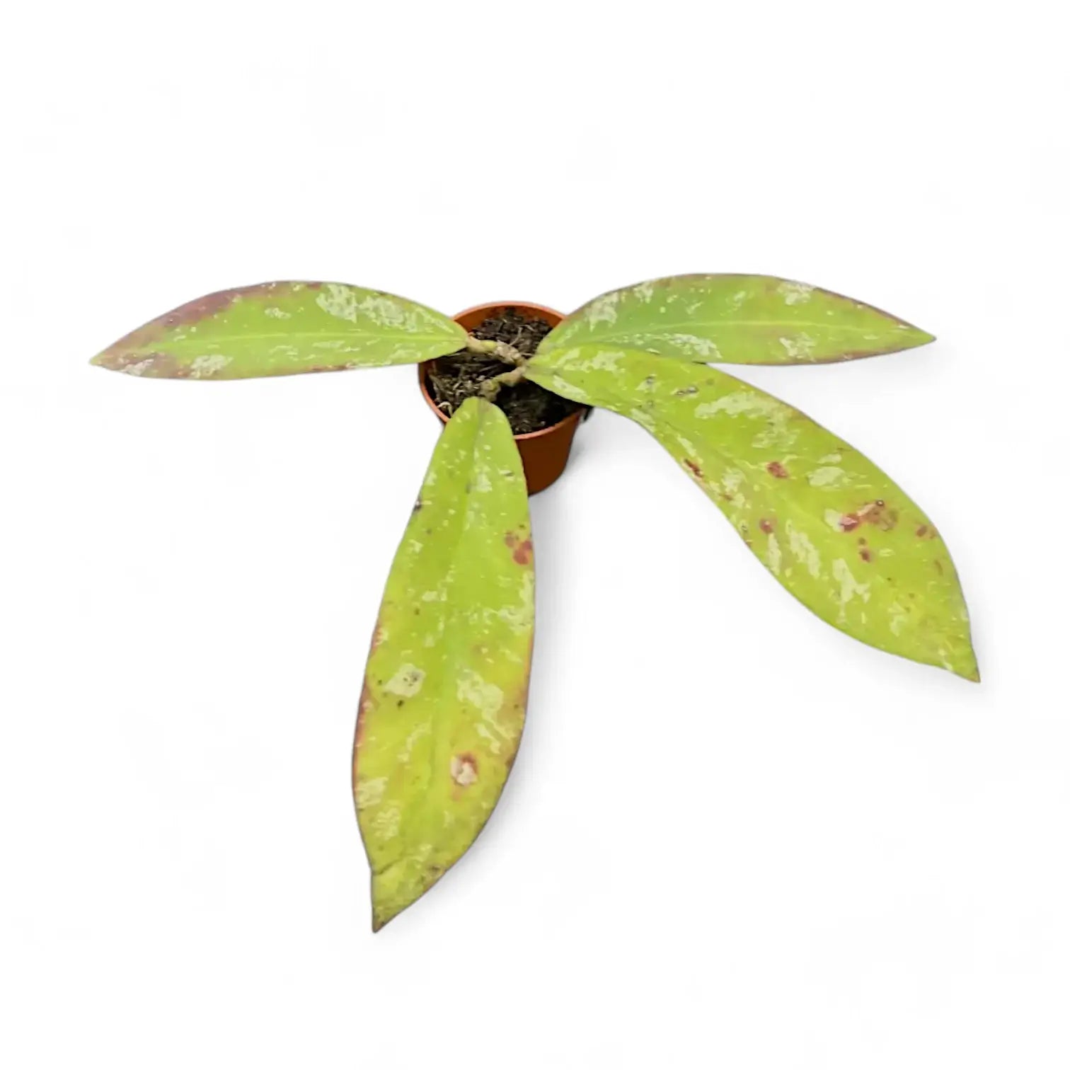 Hoya sp. Dahlia (Hoya kaikoeana) potted houseplant in nursery pot on white background, product photo 3.