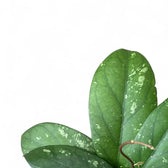 Hoya sp. Gayo (Clone 1) – Blattdetail vor weißem Hintergrund..