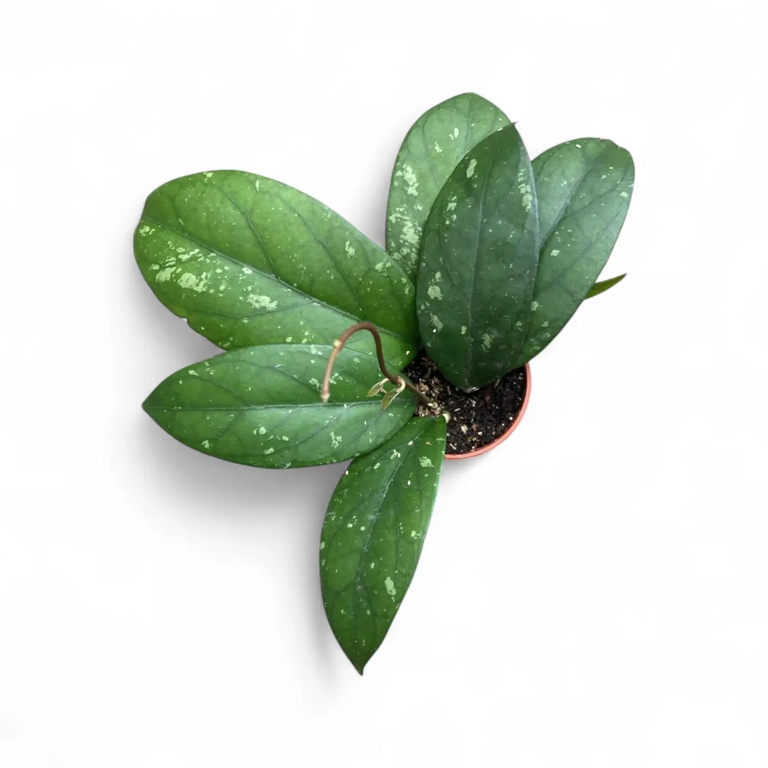 Hoya sp. Gayo (Clone 1) Zimmerpflanze im Anzuchttopf vor weißem Hintergrund, Produktfoto 3.