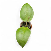 Hoya sp. Gomas potted houseplant in nursery pot on white background, product photo 3.