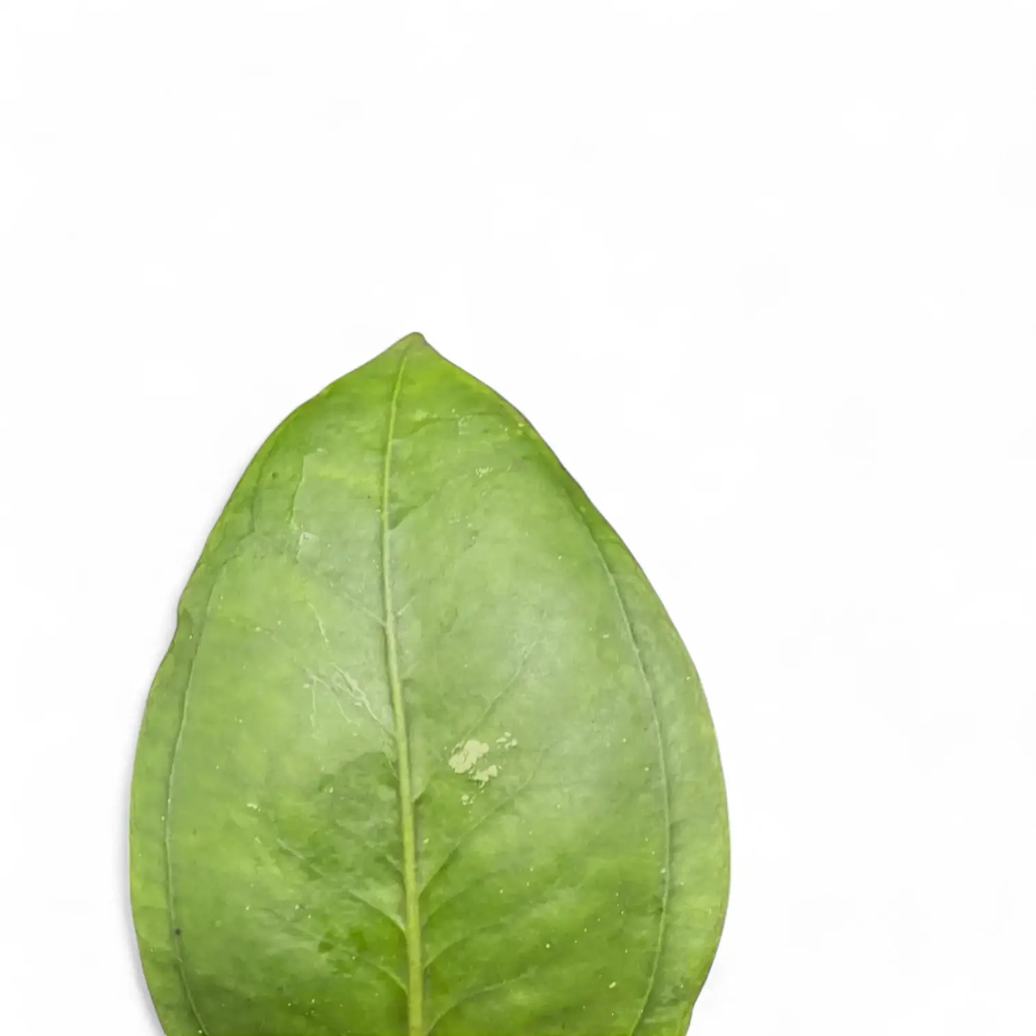 Hoya sp. Gomas potted houseplant in nursery pot on white background, product photo 4.