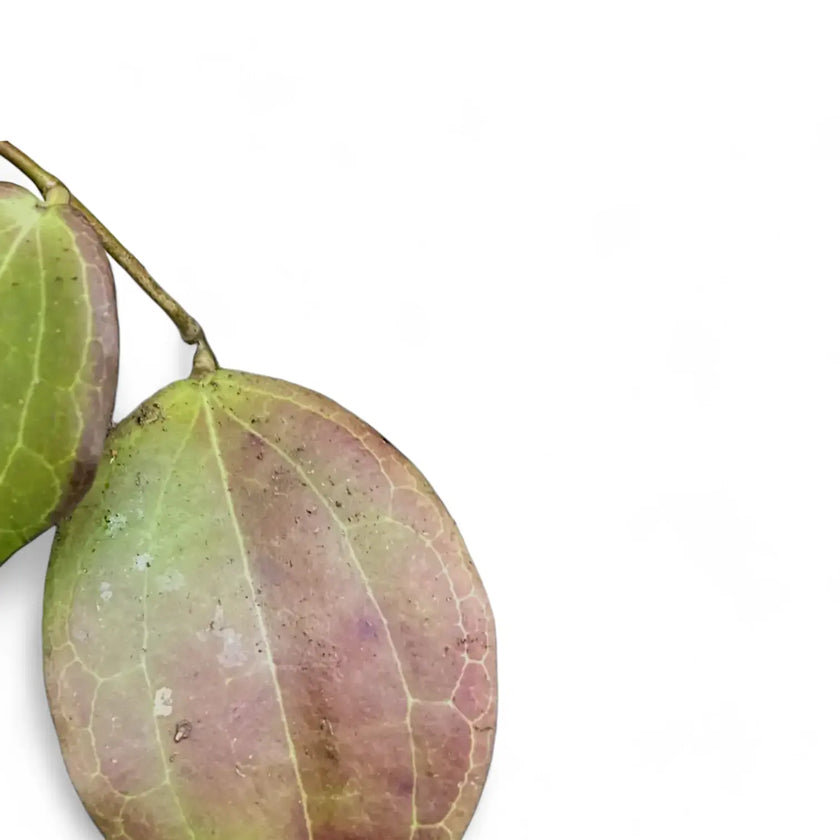 Hoya sp. Konowa leaf close-up on white background.