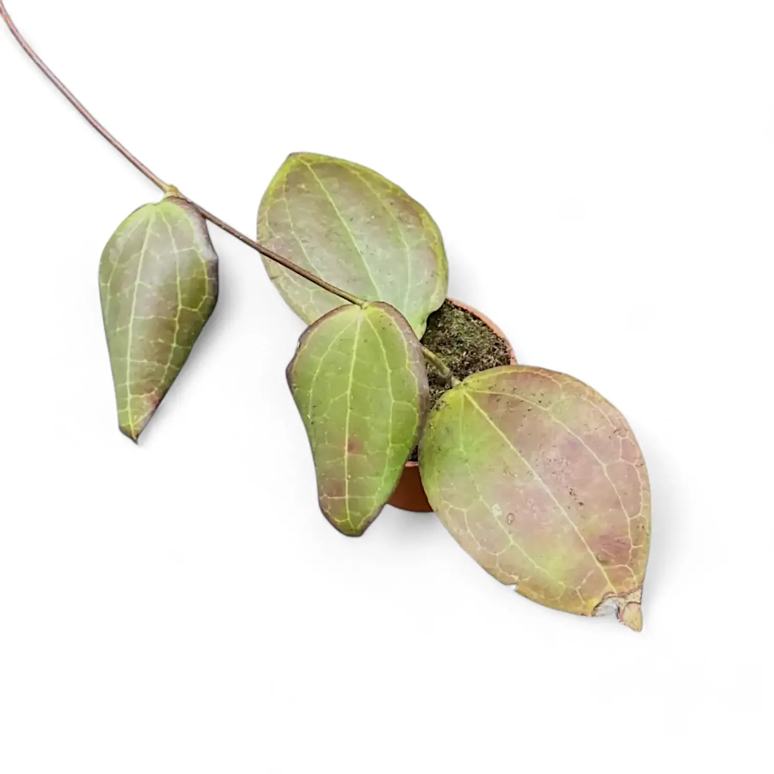 Hoya sp. Konowa Zimmerpflanze im Anzuchttopf vor weißem Hintergrund, Produktfoto 2.