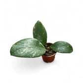 Hoya sp. Lai Chau 'Splash' potted houseplant in nursery pot on white background, product photo 2.