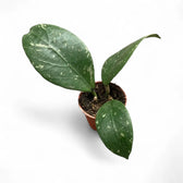 Hoya sp. Lai Chau 'Splash' potted houseplant in nursery pot on white background, product photo 3.
