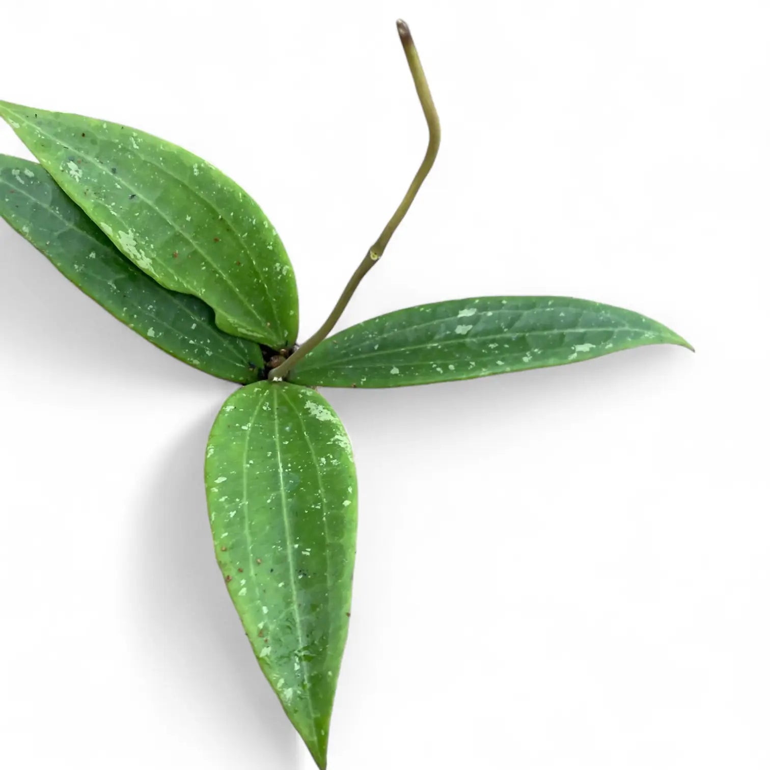 Hoya sp. Loei leaf close-up on white background.