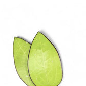 Hoya sp. Malang leaf close-up on white background.