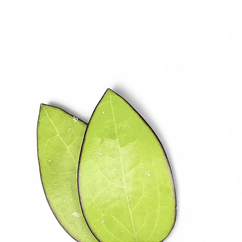 Hoya sp. Malang leaf close-up on white background.