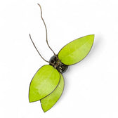 Hoya sp. Malang potted houseplant in nursery pot on white background, product photo 2.